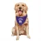 Sacramento Kings Peja Stojakovic Purple  Dog & Cat Pet Bandana